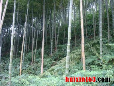 1 楠竹林