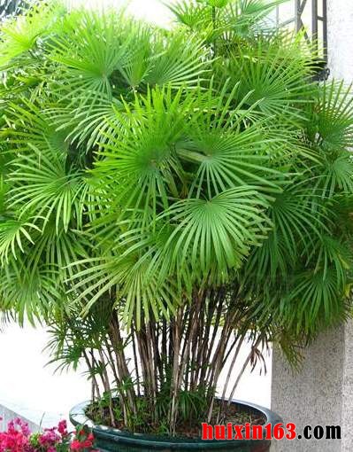 6 多裂棕竹
