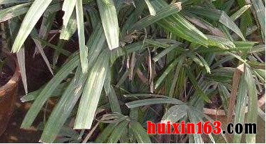 1  棕竹腐芽病