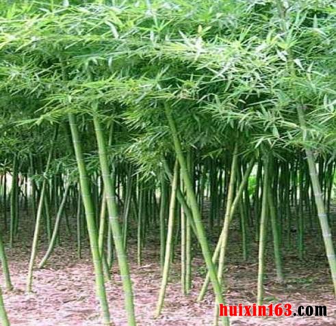 速生而温柔雅致的单竹北方盆栽很惬意14